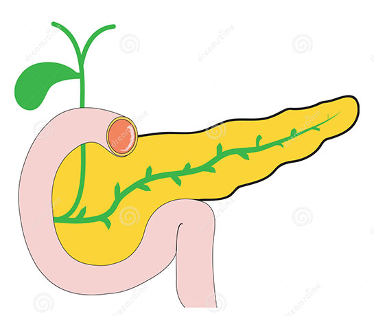 Pankreas Safra Kesesi